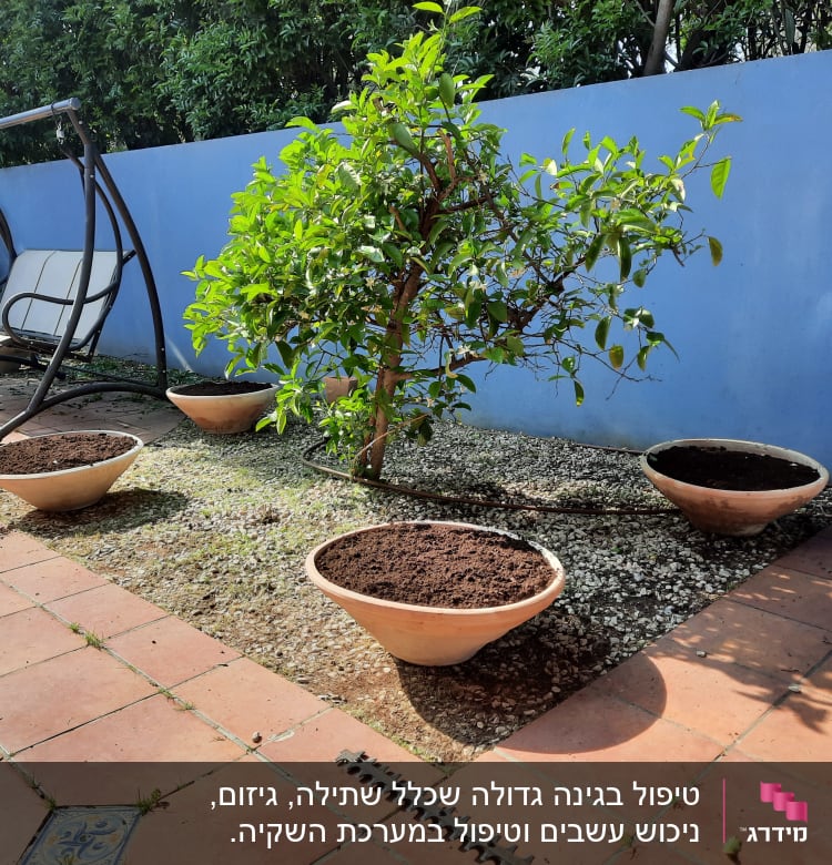 עציצים עם אדמה ועץ קטן בגינה